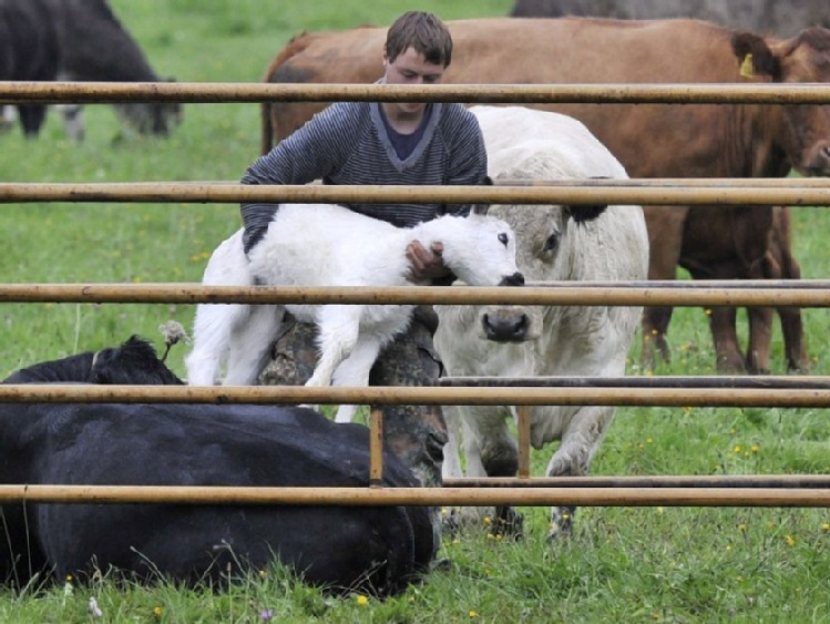 Europosłowie chcą zakazu faszerowania zwierząt antybiotykami